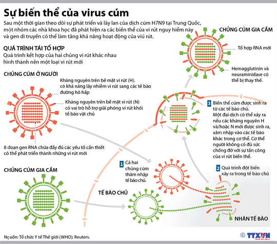 infographics BIEN THE CUA VIRUS CUM.png