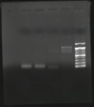 pcr X and mt.jpg