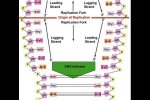 uvrd-helicase-action.jpg