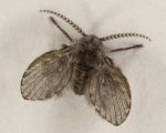 750px-Clogmia_Albipunctata_or_moth_fly.jpg