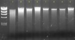 30-6-13 Genomic DNA 11P 2 copia.jpg