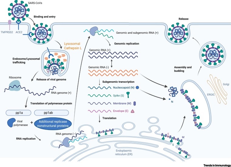 Hình 1. Cơ chế xâm nhập vào tế bào chủ của virus SARS-CoV-2 – Nguồn: Trends in Immunology (Harrison et al., 2020)