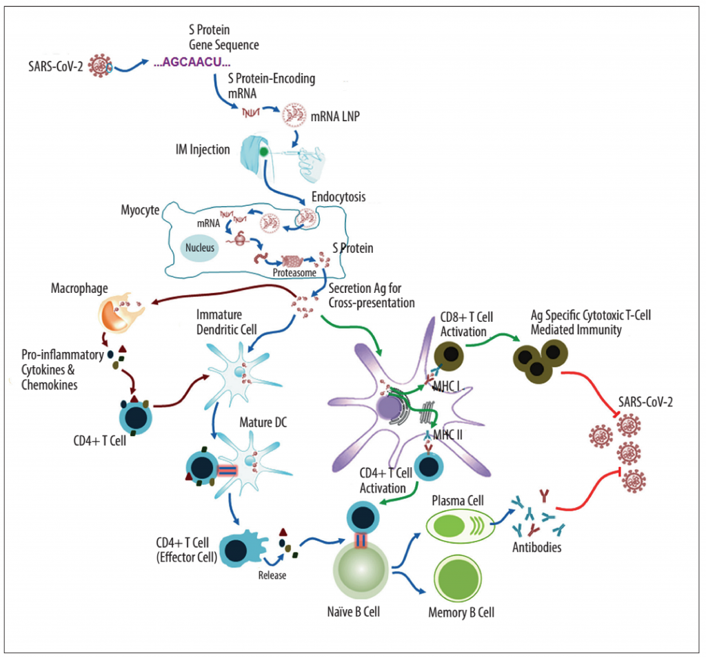 Hình 2. Mô hình minh họa cơ chế hoạt động của vaccine mRNA nhắm vào protein S của virus SARS-CoV-2 – Nguồn: Medical Science Monitor (Wang et al., 2020)